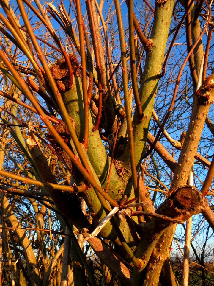 20141228Salix_caprea2
