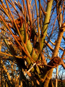 20141228Salix_caprea2