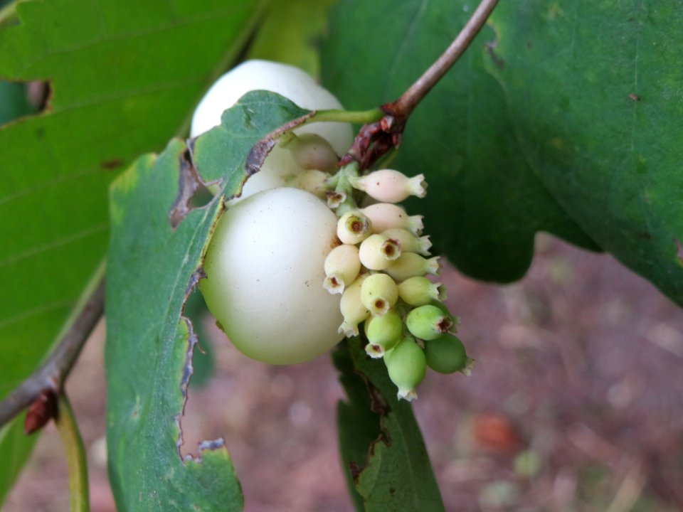 20140920Symphoricarpos_albus5