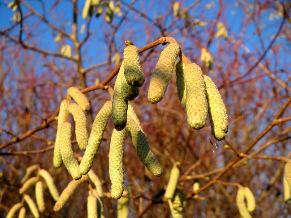 20141228Corylus_avellana2
