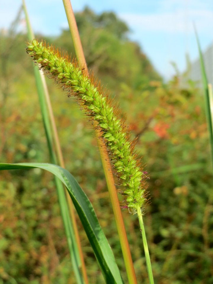 20140919Setaria_pumila4