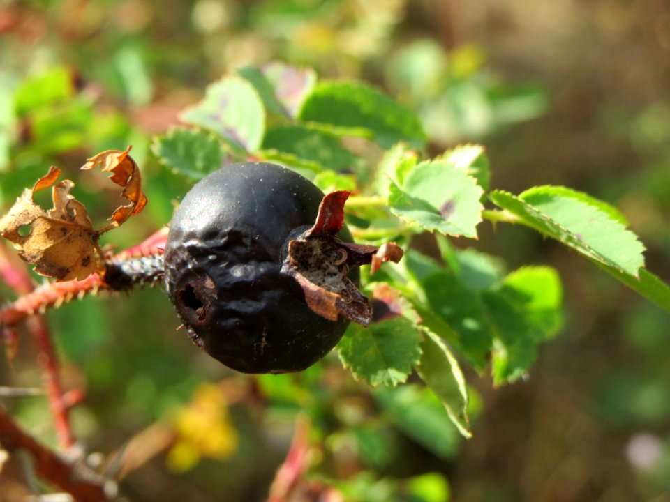 20140919Rosa_spinosissima1