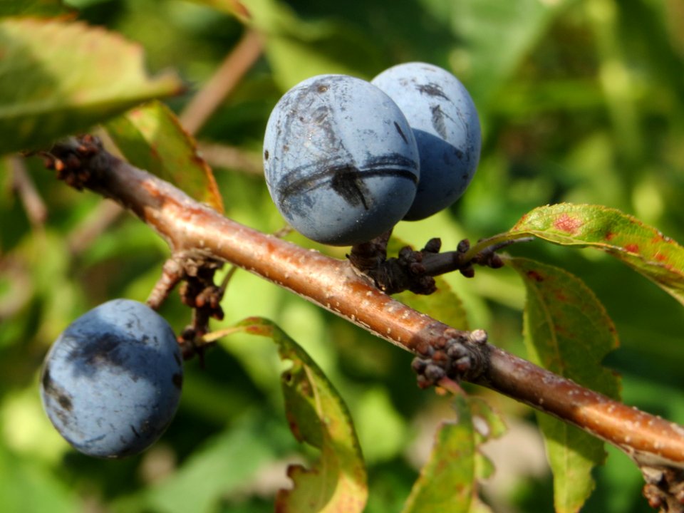 20140925Prunus_spinosa2