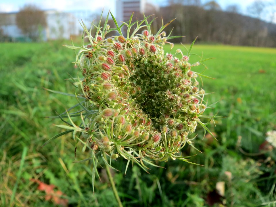 20141207Daucus_carota2