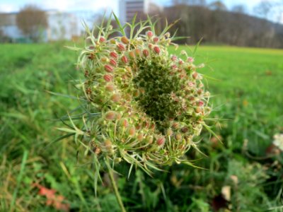 20141207Daucus_carota2
