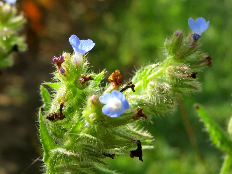20140920Anchusa_arvensis2
