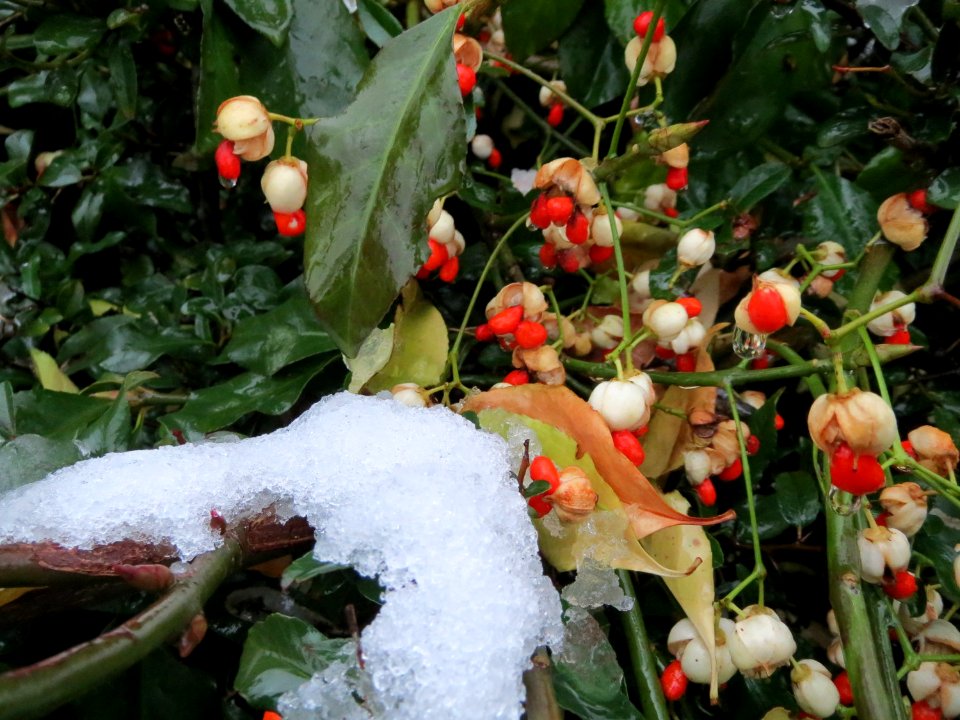 20141227Euonymus_japonicus1
