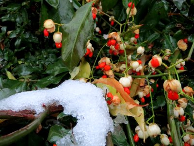 20141227Euonymus_japonicus1
