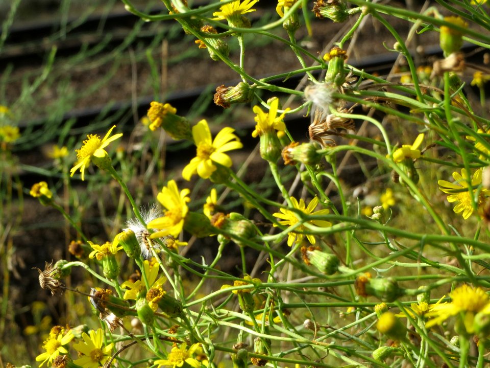 20140925Senecio_inaequidens2