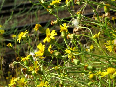 20140925Senecio_inaequidens2