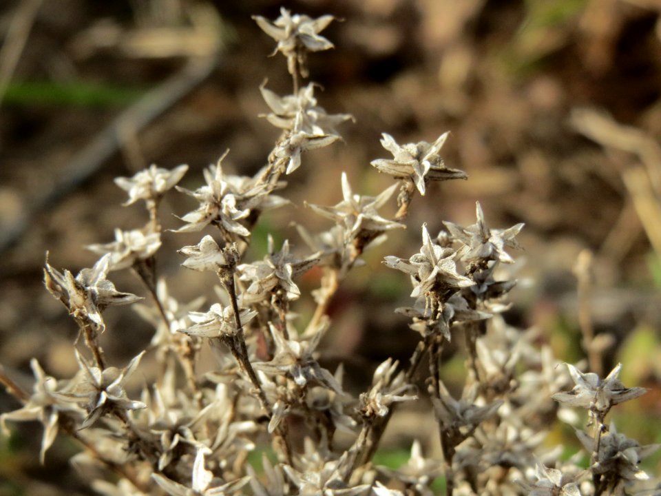 20140925Sedum_acre2