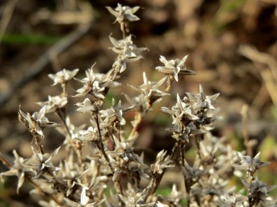 20140925Sedum_acre2
