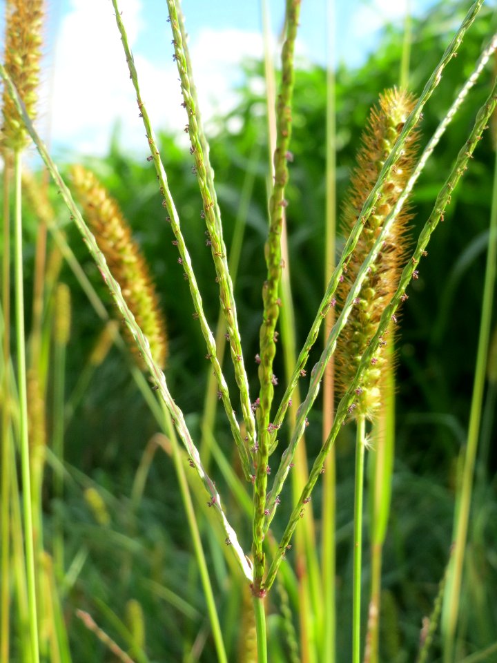 20140920Digitaria_sanguinalis