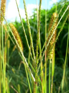 20140920Digitaria_sanguinalis