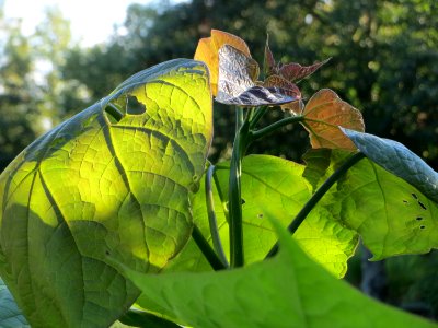 20140917Paulownia_tomentosa2