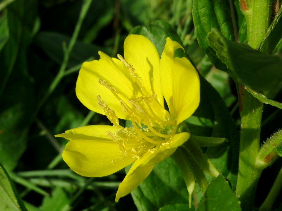 20140925Oenothera_biennis1