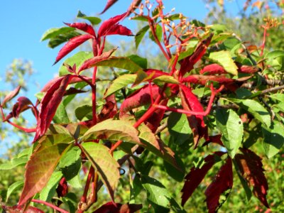 20140923Parthenocissus_quinquefolia3
