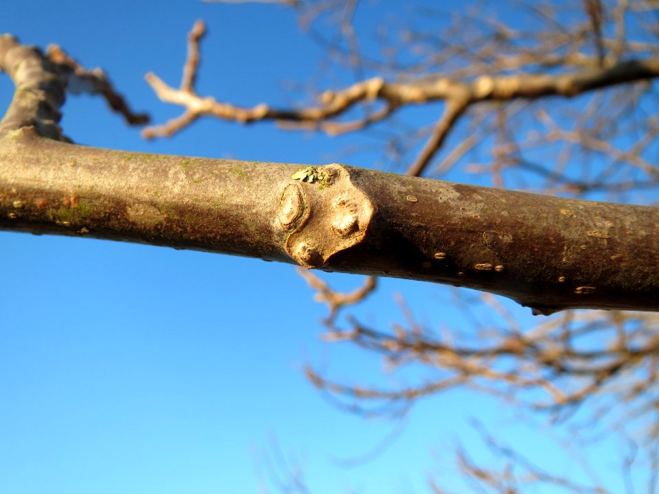 20141228Juglans_regia2
