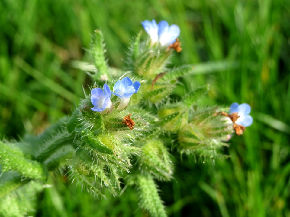 20140925Anchusa_arvensis2