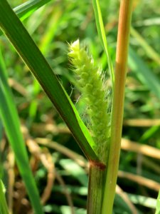 20140920Setaria_pumila4