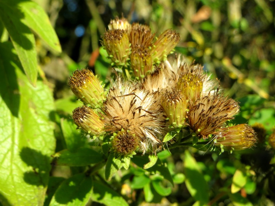 20140923Inula_conyzae4