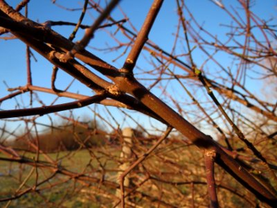 20141228Euonymus_europaeus2