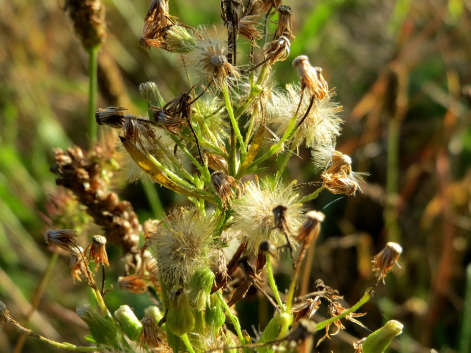 20140923Erigeron_canadensis