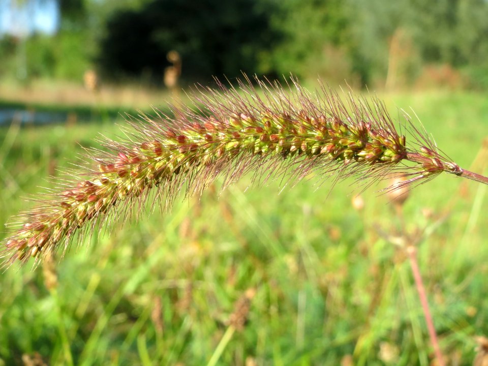 20140923Setaria_pumila1