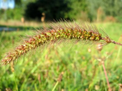 20140923Setaria_pumila1