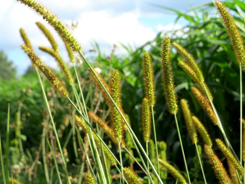 20140920Setaria_pumila1