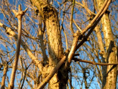 20141228Sambucus_nigra