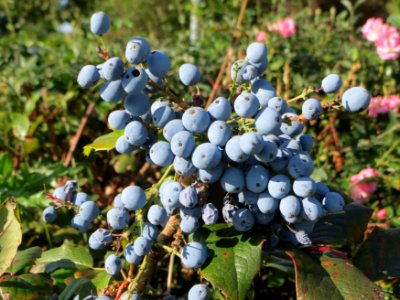 20140923Mahonia_aquifolium1