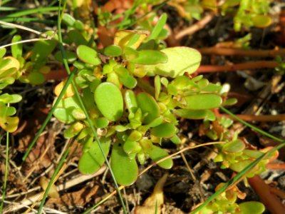 20140920Portulaca_oleracea1