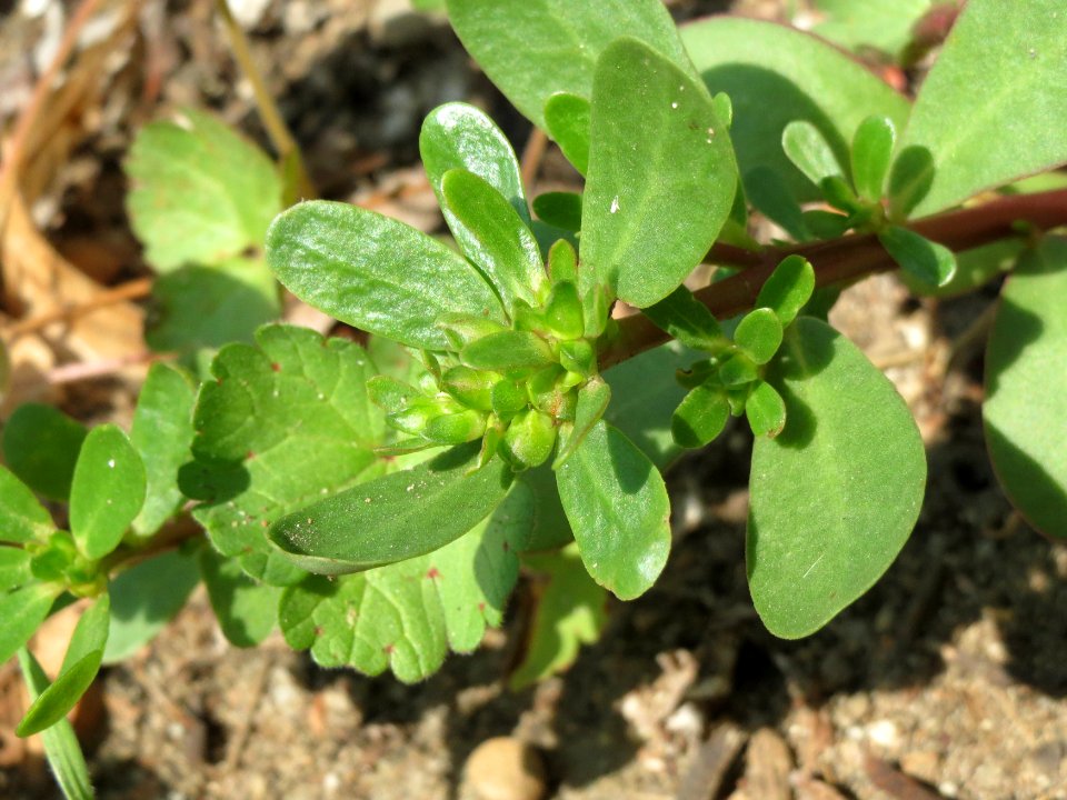 20140906Portulaca_oleracea2