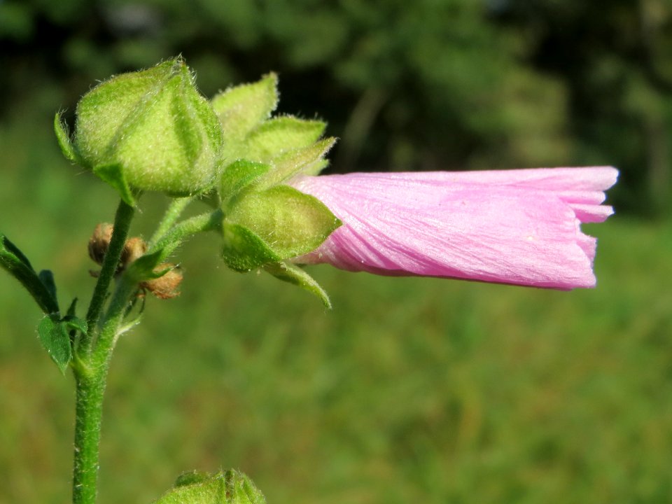 20140906Malva_alcea6