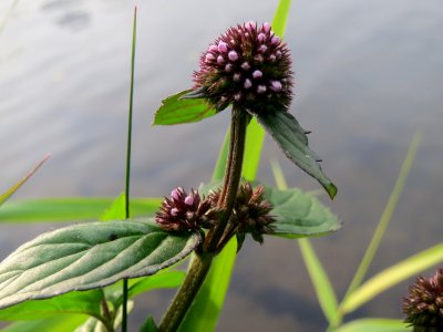 20140829Mentha_aquatica2