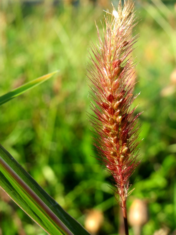 20140923Setaria_viridis3