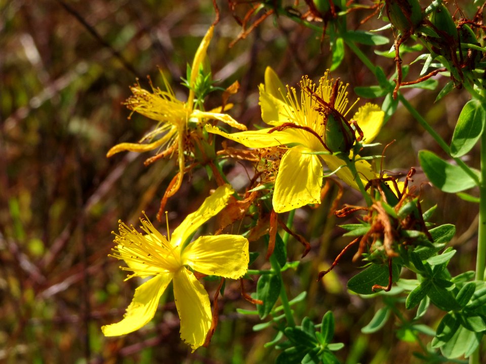 20140906Hypericum_perforatum2