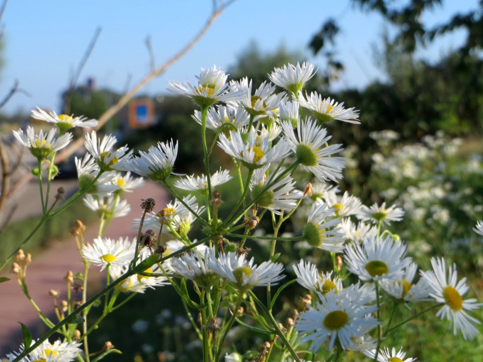 20140923Erigeron_annuus1