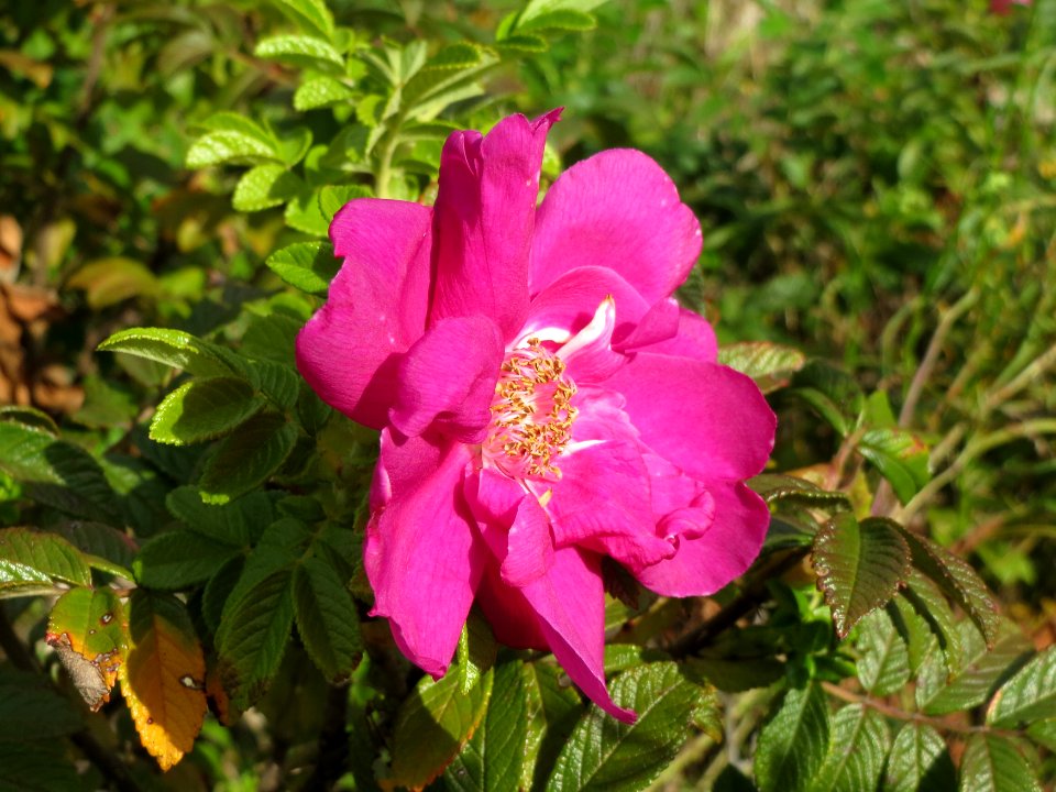 20140822Rosa_rugosa4