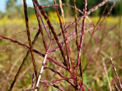 20140906Digitaria_sanguinalis5