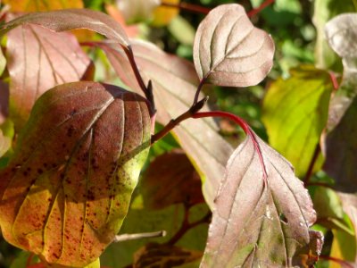 20140923Cornus_sanguinea1
