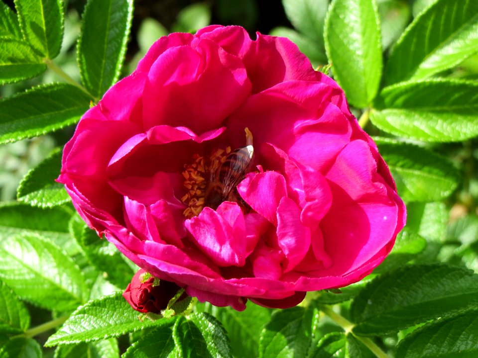 20140822Rosa_rugosa3
