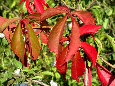 20140923Parthenocissus_quinquefolia2