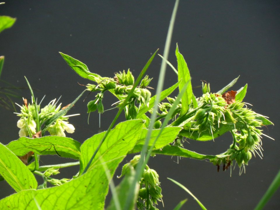20140920Symphytum_officinale1