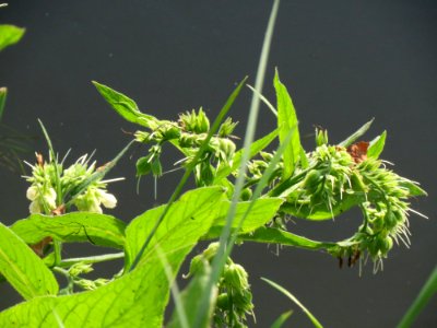 20140920Symphytum_officinale1