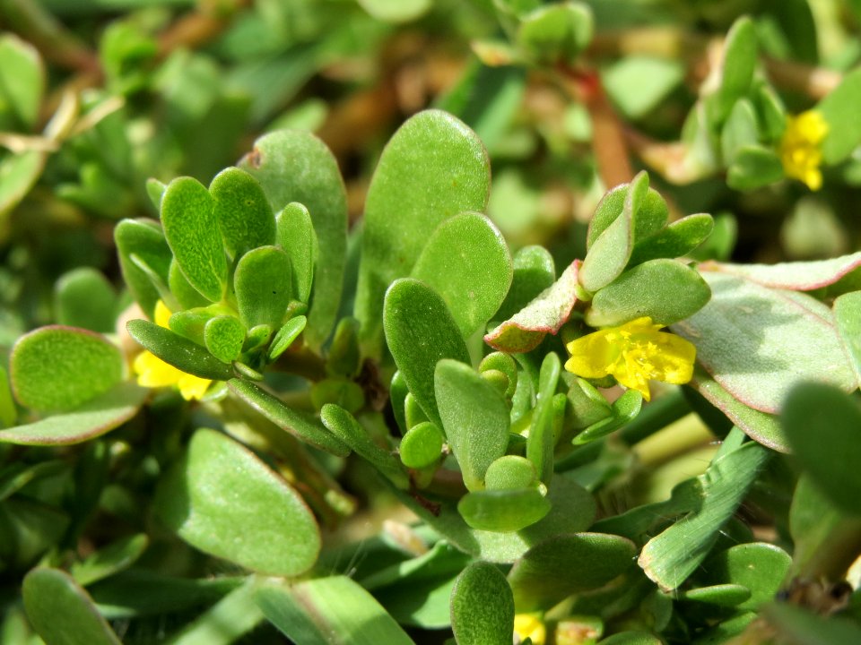 20140822Portulaca_oleracea6