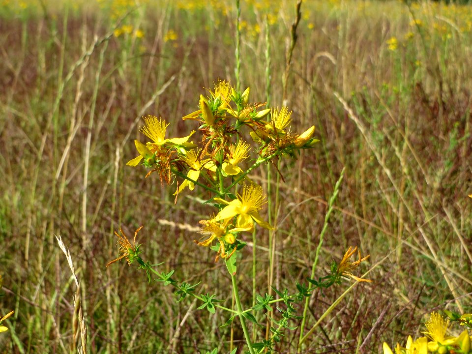 20140906Hypericum_perforatum1