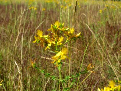 20140906Hypericum_perforatum1