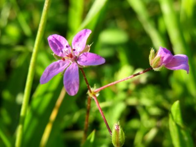 20140923Erodium_cicutarium1